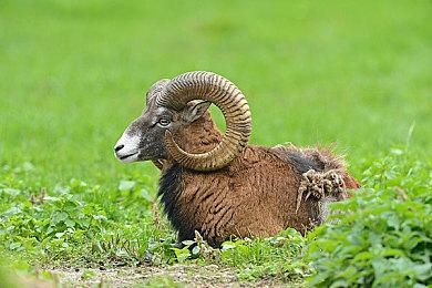 传闻：世嘉和迪士尼正在合作开发新游戏 明年登陆移动端